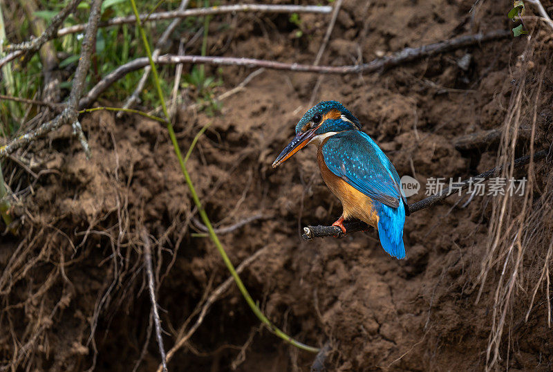 雌性普通翠鸟(Alcedo atthis)